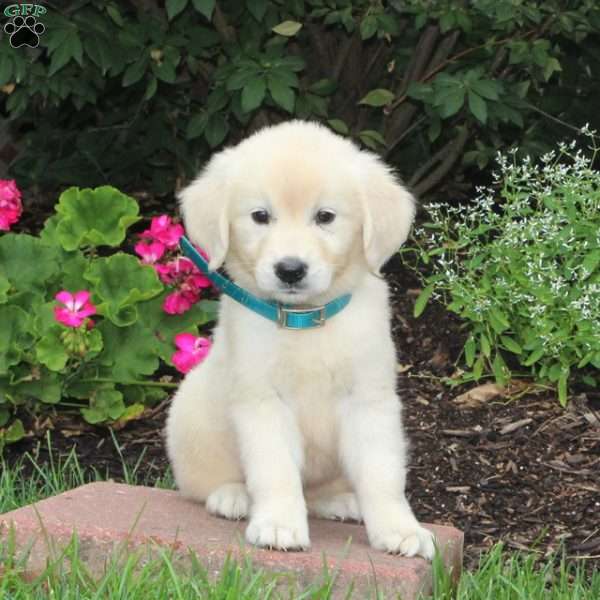 Tessa, English Cream Golden Retriever Puppy